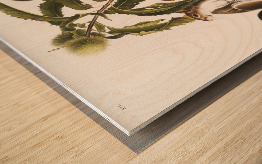 Carolina Grey Squirrel Sciurus Carolinensis  Wood print