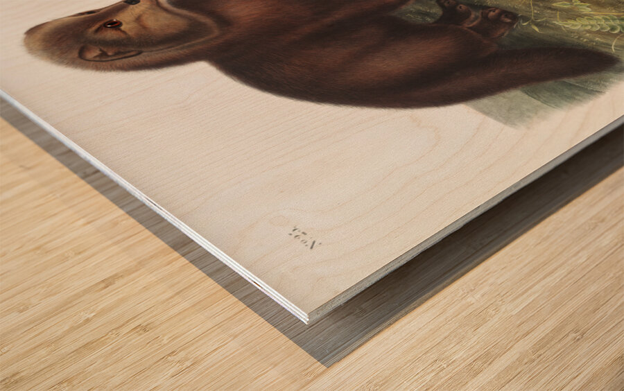 Arctic Fox Vulpes lagopus  Wood print