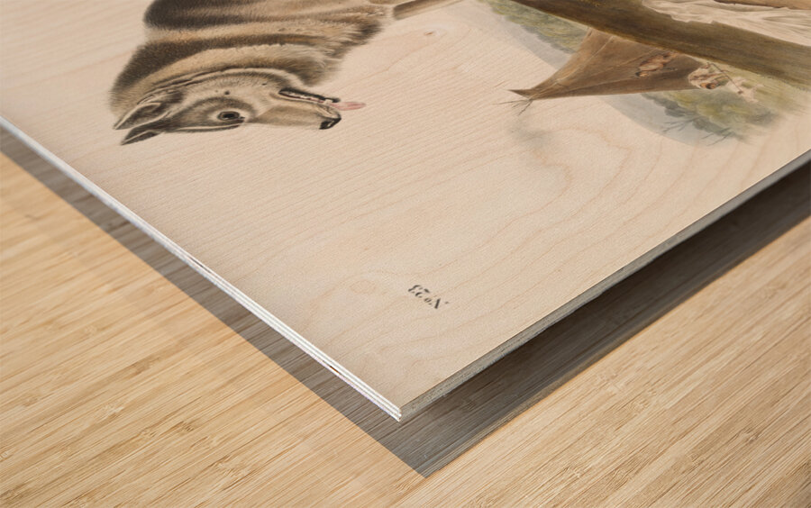 Esquimaux Dog Canis familiaris  Wood print