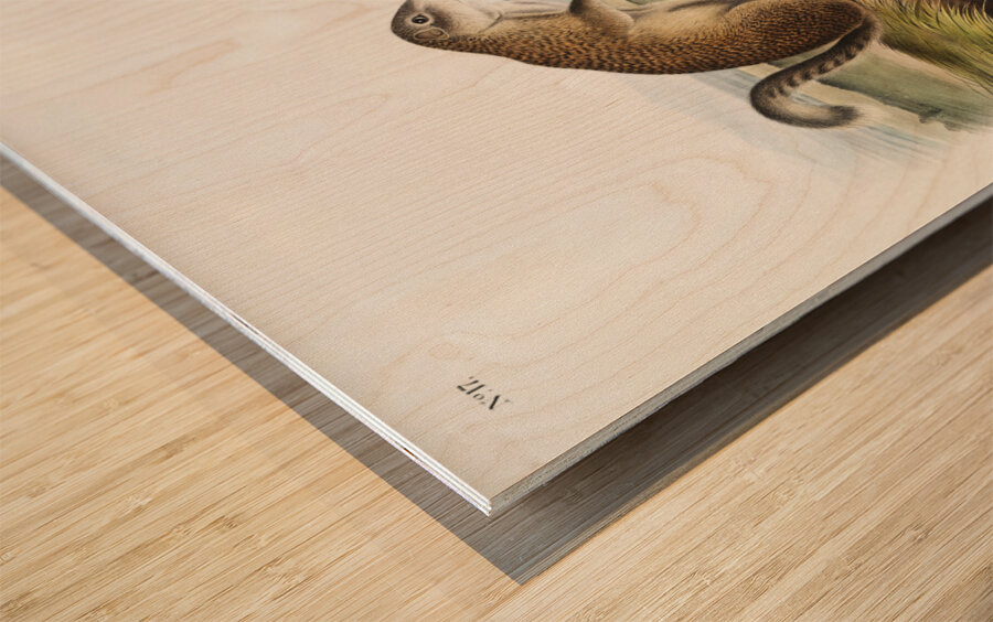 Marmot Squirrel Spermophilus Franklinii  Impression sur bois