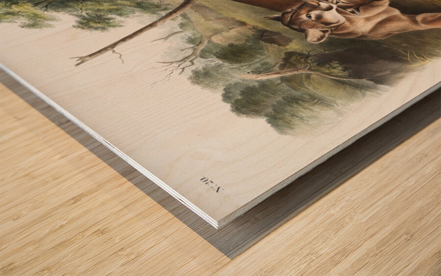Cougar Felis concolor  Wood print