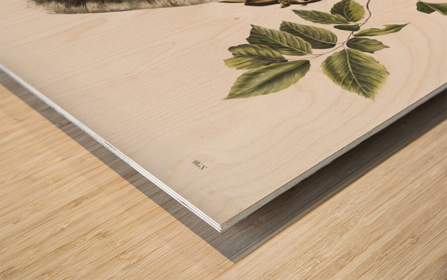 Squirrel Sciurus Douglassii  Wood print