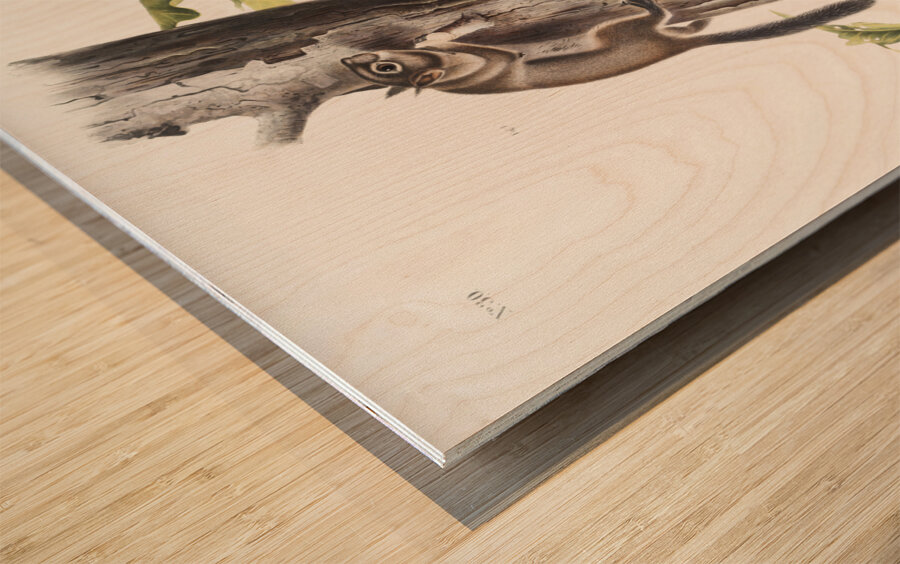 Pouched Jerboa Mouse Dipodomys Phillipsii  Wood print