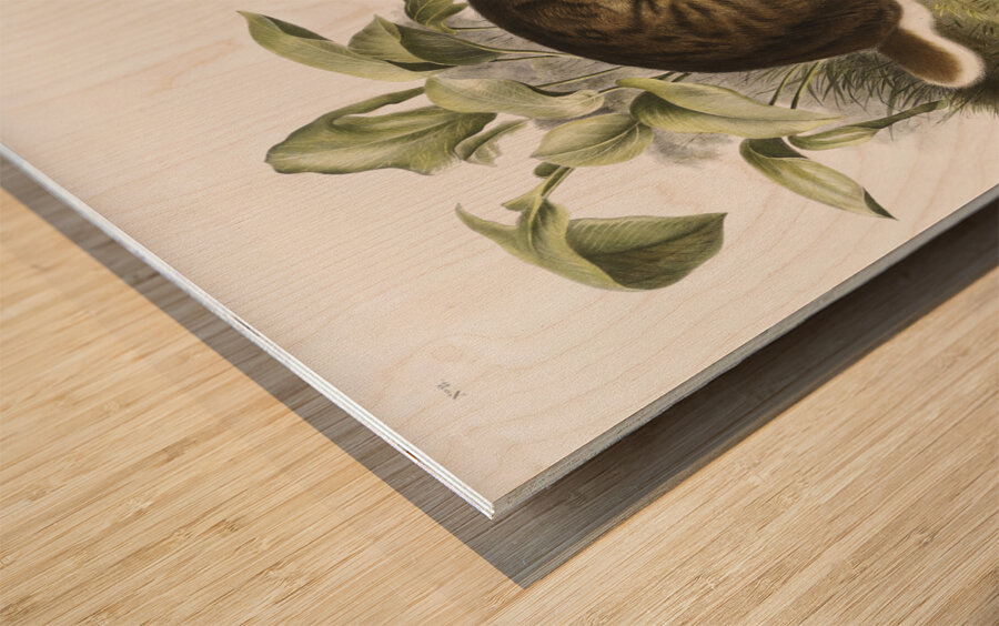 Swamp Hare Lepus aquaticus  Wood print