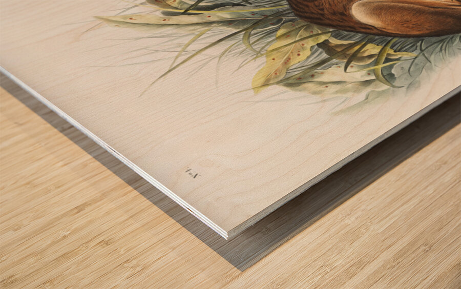 Marsh Hare Lepus palustris  Wood print