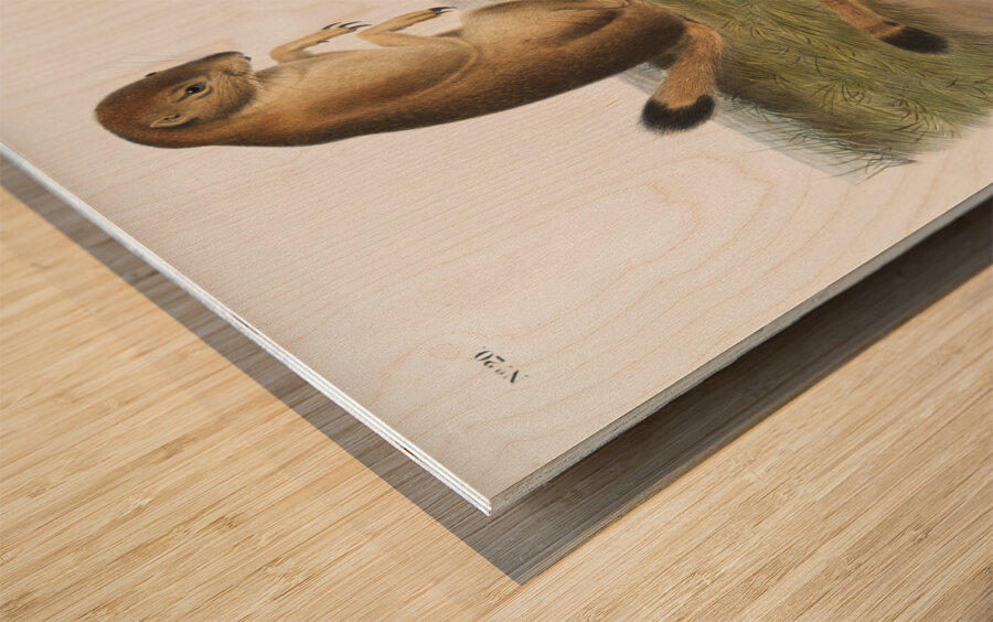 Marsh Hare Lepus palustris  Wood print