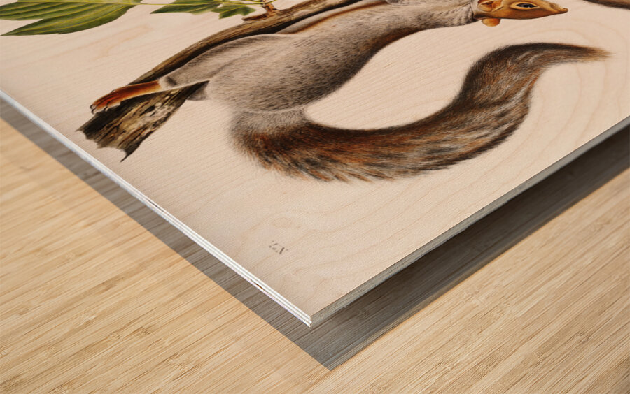 Migratory Squirrel Sciurus migratorius  Wood print
