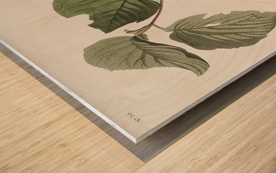 Pine Swamp Warbler Wood print