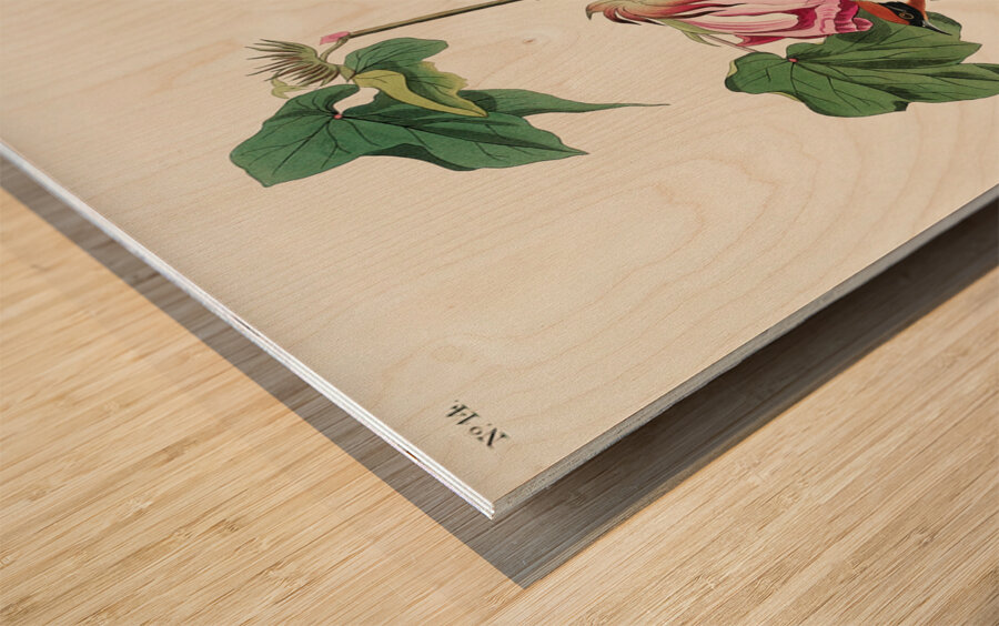 Bay-breasted Warbler Wood print