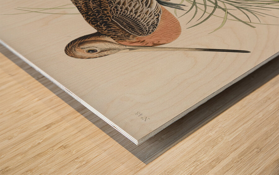 Great Marbled Godwit Wood print