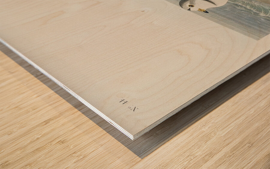 Great Marbled Godwit Wood print