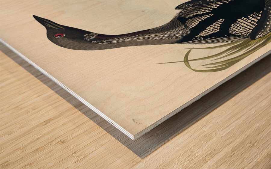 Black-Throated Diver Wood print