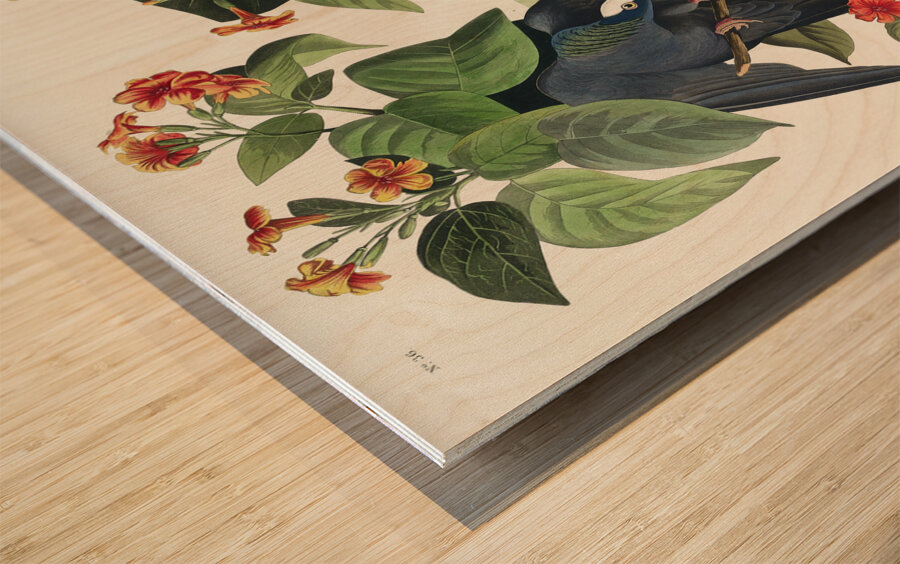 White-crowned Pigeon Wood print