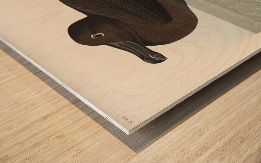 Dusky Albatros Wood print