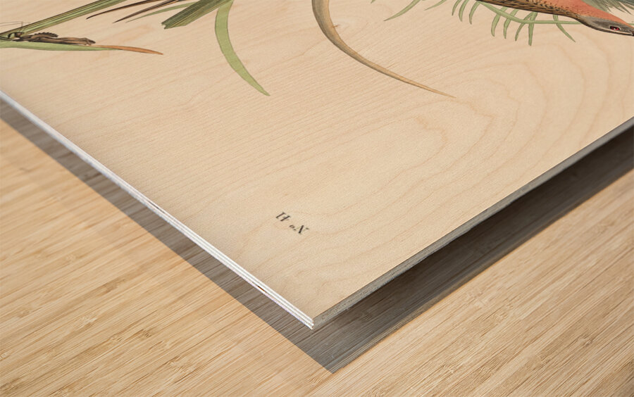 Virginia Rail Wood print