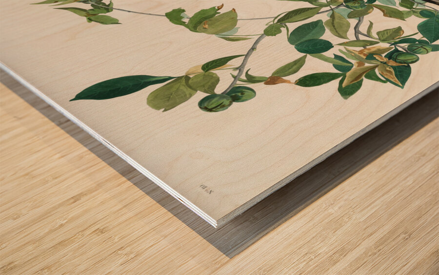 Broad-winged Hawk Wood print