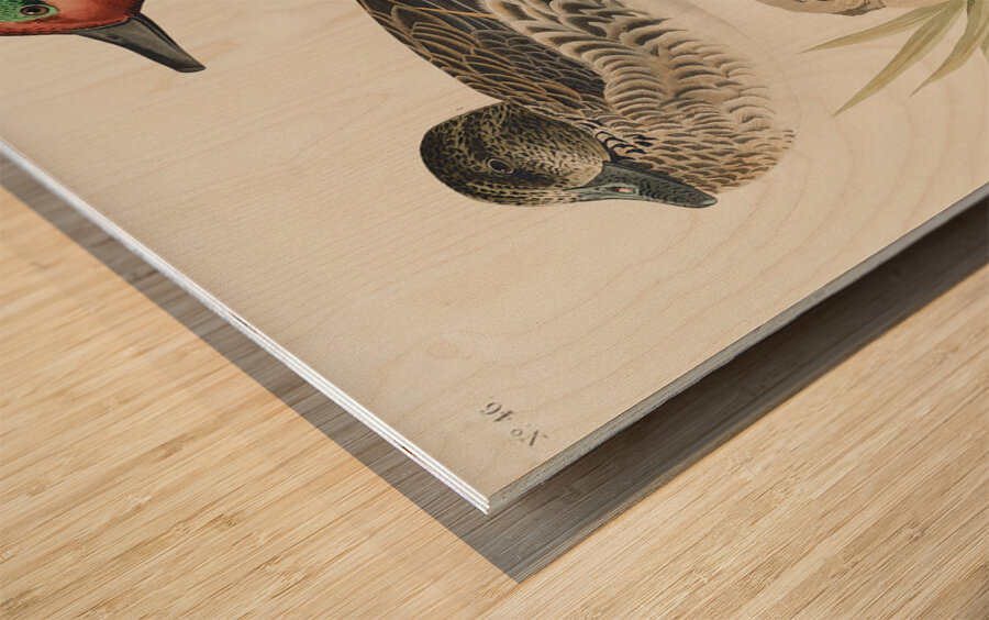 Broad-winged Hawk Wood print