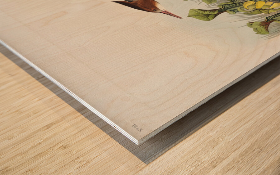 Red-breasted Merganser Wood print