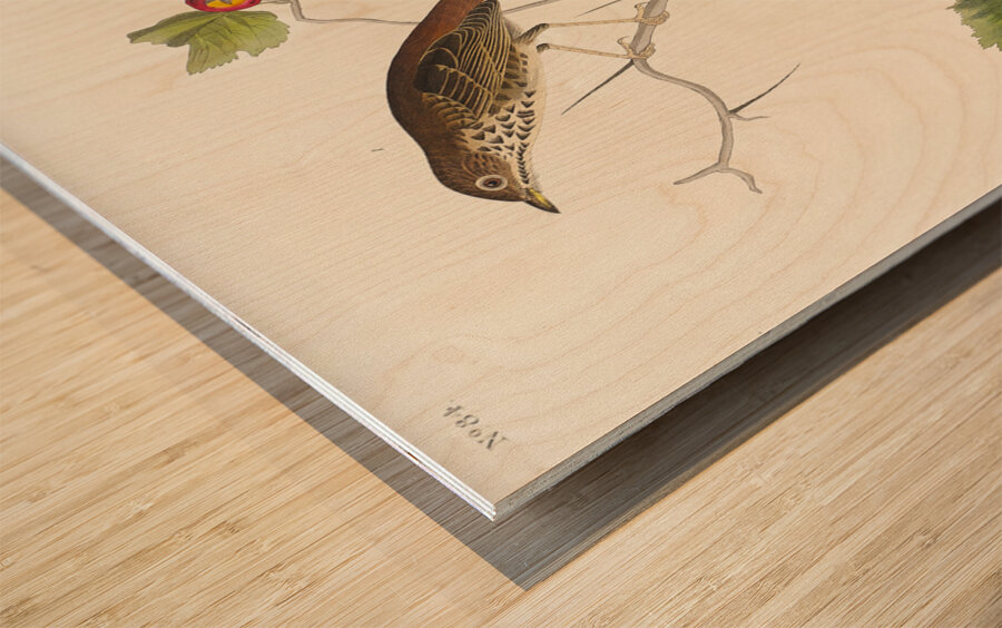 Little Tawny Thrush Ptiliogonys Townsendi and Canada Jay Wood print