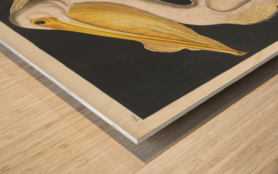 American White Pelican Wood print