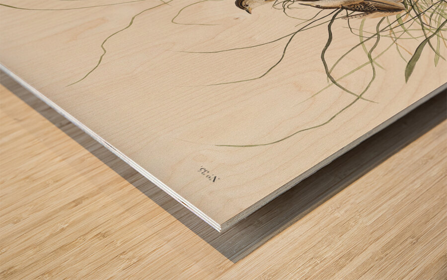 Nuttalls lesser-marsh Wren Wood print