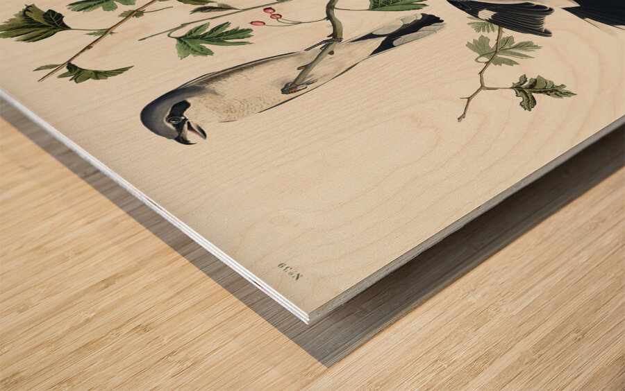 Great cinereous Shrike or Butcher Bird Wood print