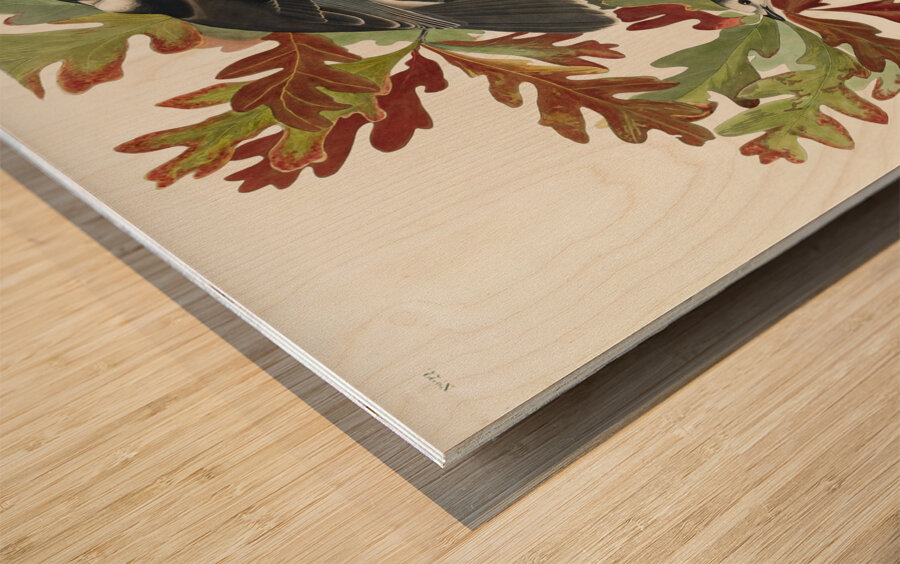 Canada Jay Wood print