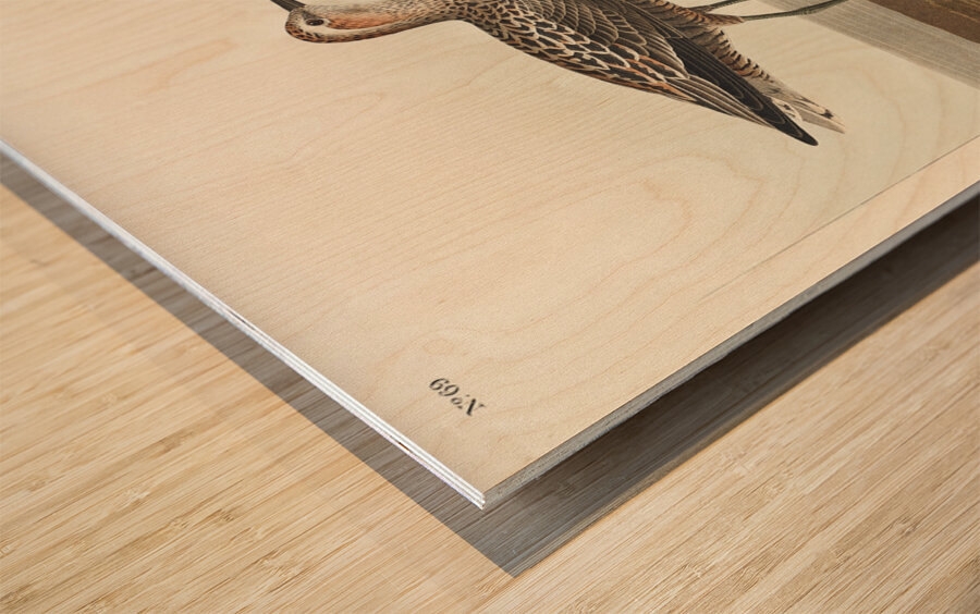 Long-legged Sandpiper Wood print