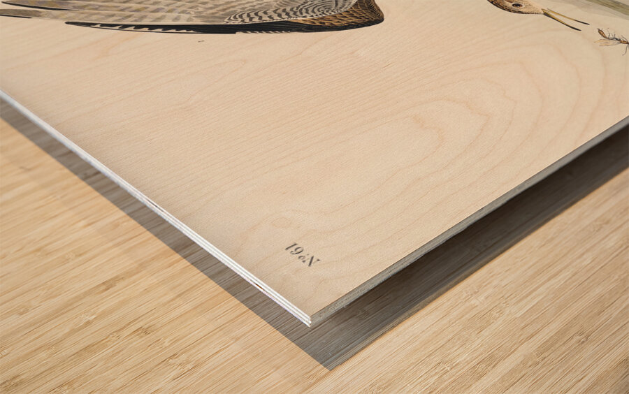 Bartram Sandpiper Impression sur bois