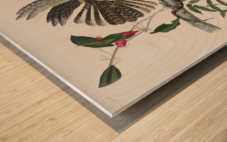 Chuck-wills Widow Wood print