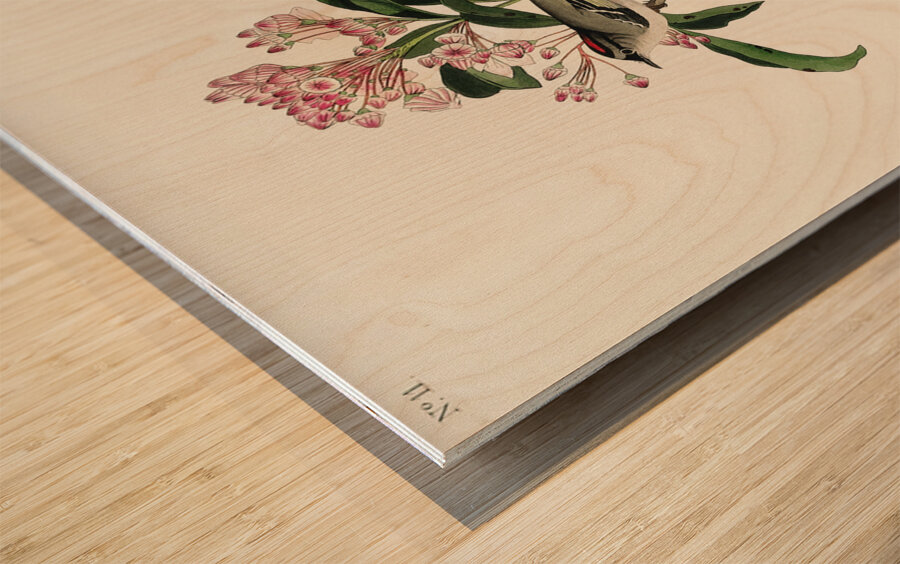 Cuviers Kinglet Wood print