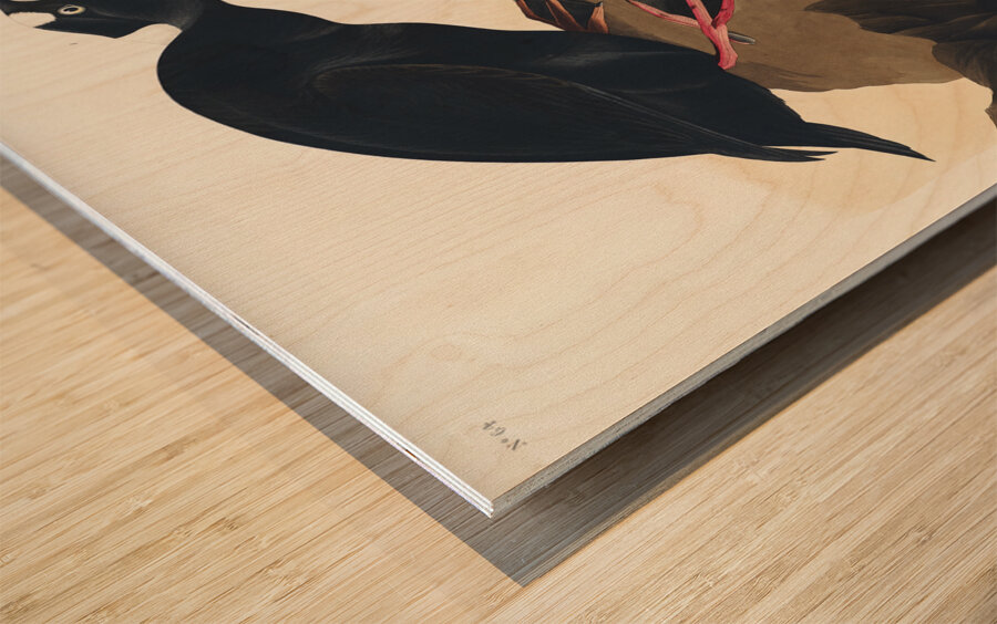 Black or Surf Duck Wood print