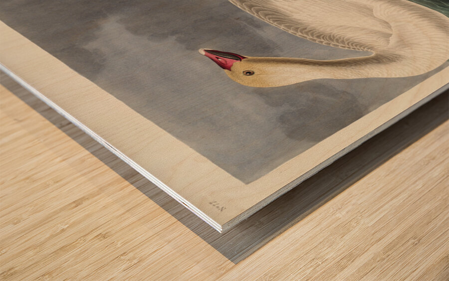 Black or Surf Duck Wood print