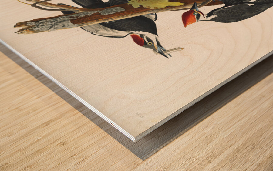 Pileated Woodpecker Wood print