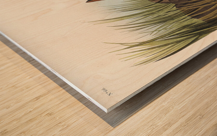 Yellow-breasted Rail Wood print