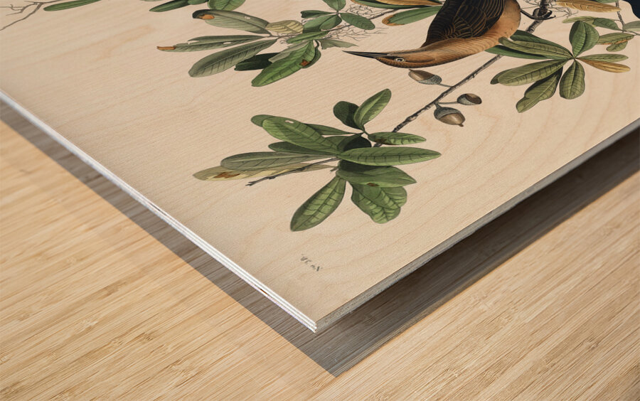 Boat-tailed Grackle Impression sur bois