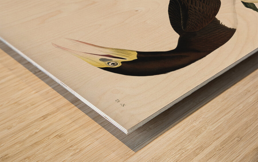 Booby Gannet Wood print