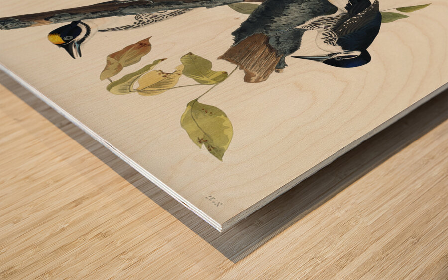 Three-toed Woodpecker Wood print