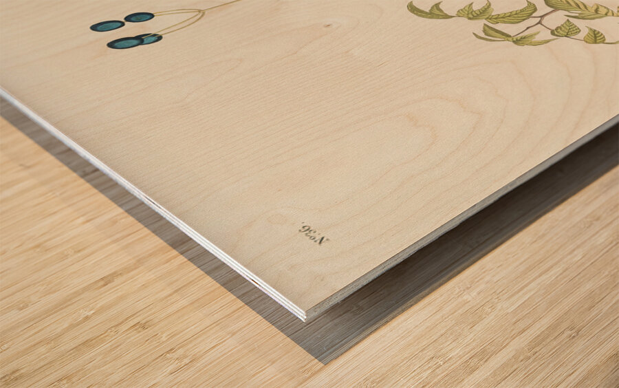 Wood Wren Wood print