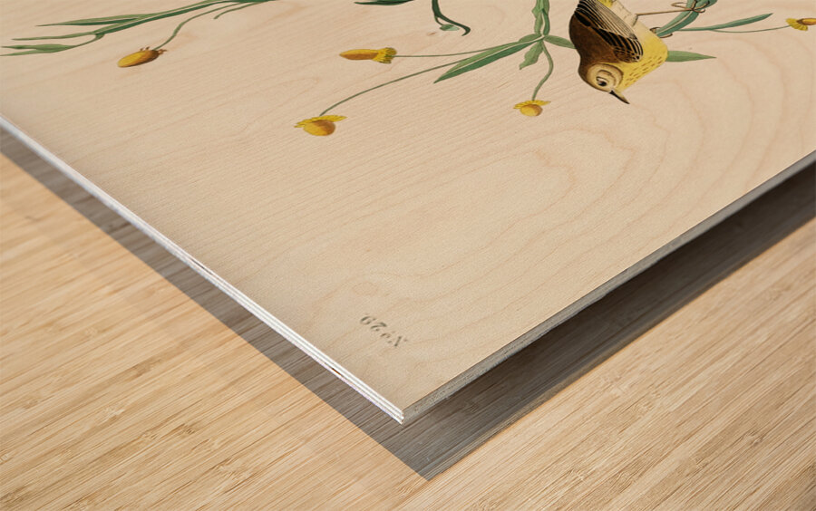 Yellow Red-poll Warbler Wood print