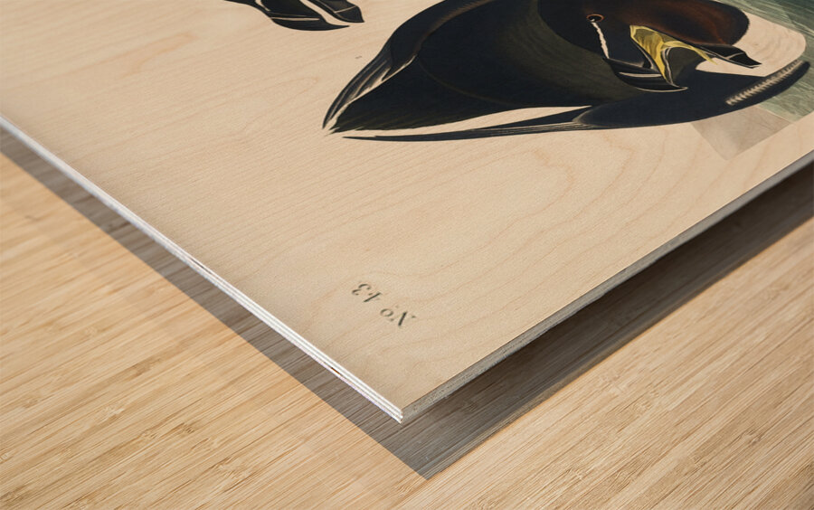 Razor Bill Wood print