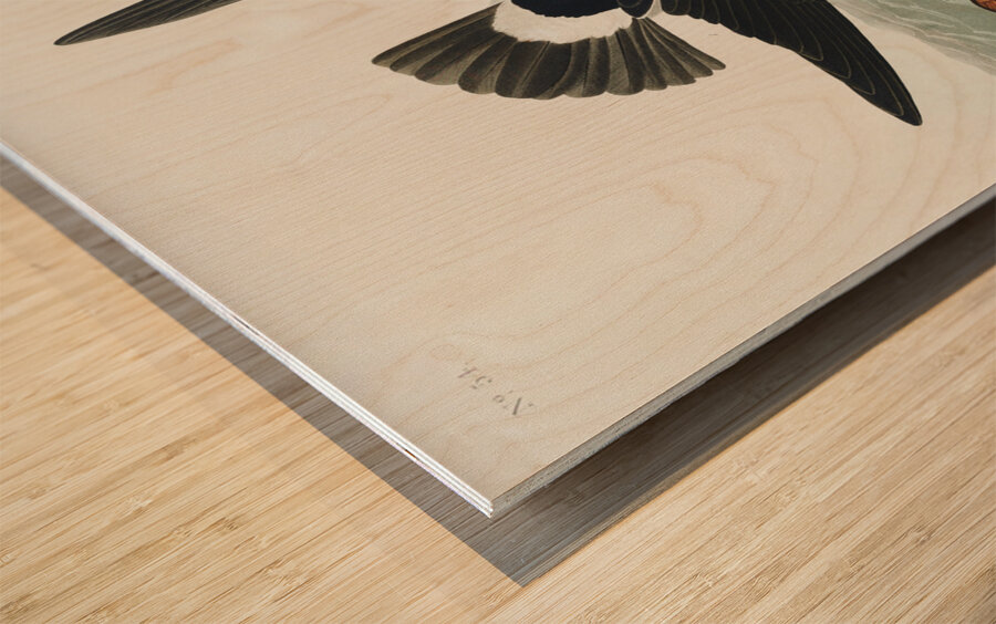 Stormy Petrel Wood print