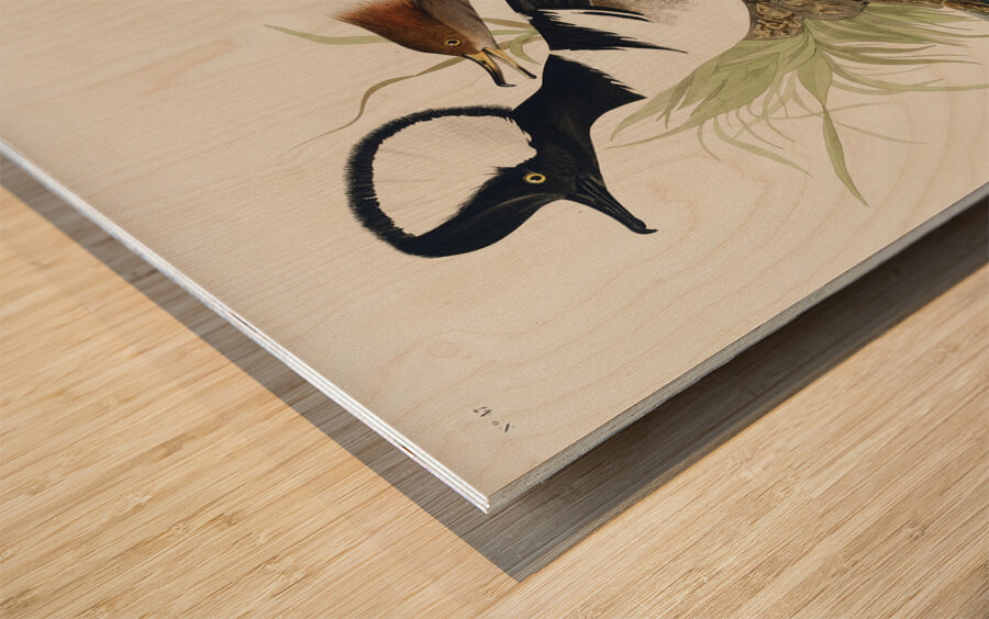 Hooded Merganser Wood print