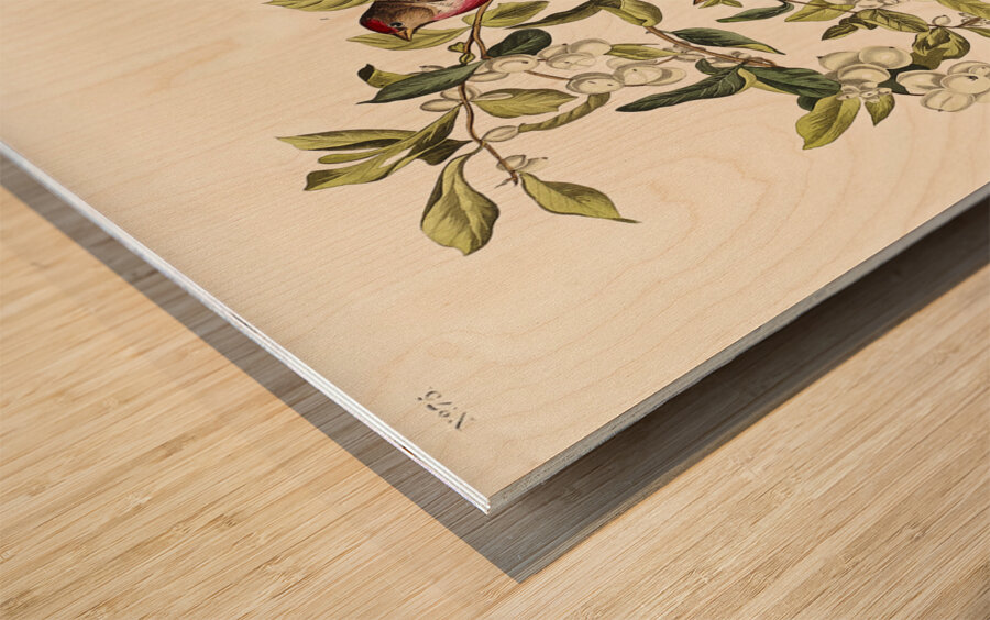 Lesser Red-Poll Wood print