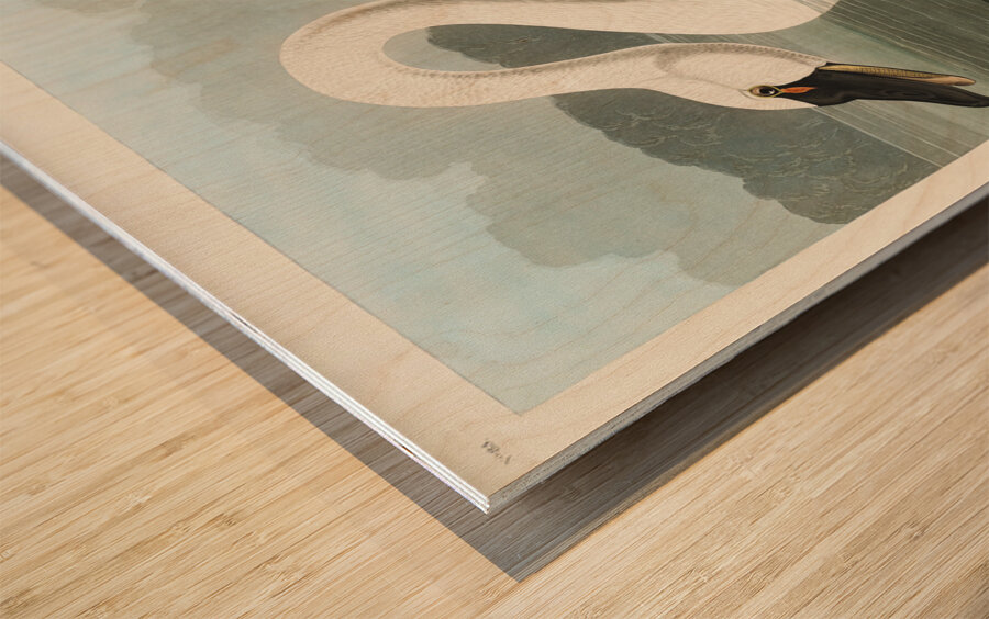 Common American Swan Wood print