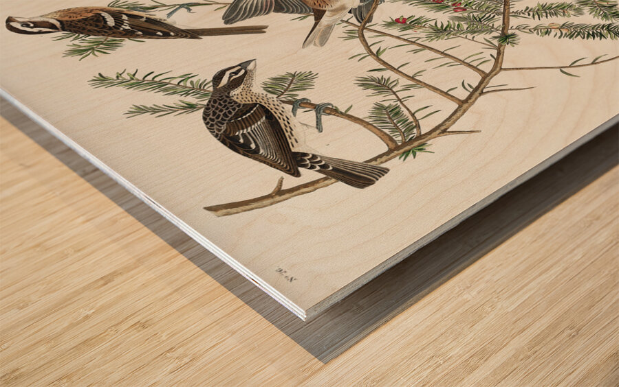 Rose-breasted Grosbeak Wood print