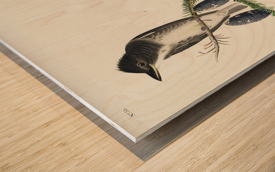 Olive sided Flycatcher Wood print