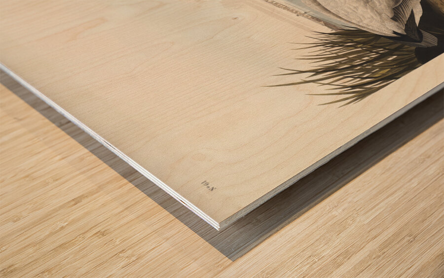 American Redstart Wood print