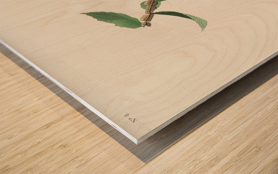 Bewicks Wren Wood print