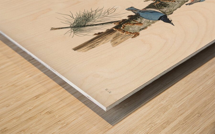 White-breasted Black-capped Nuthatch Wood print